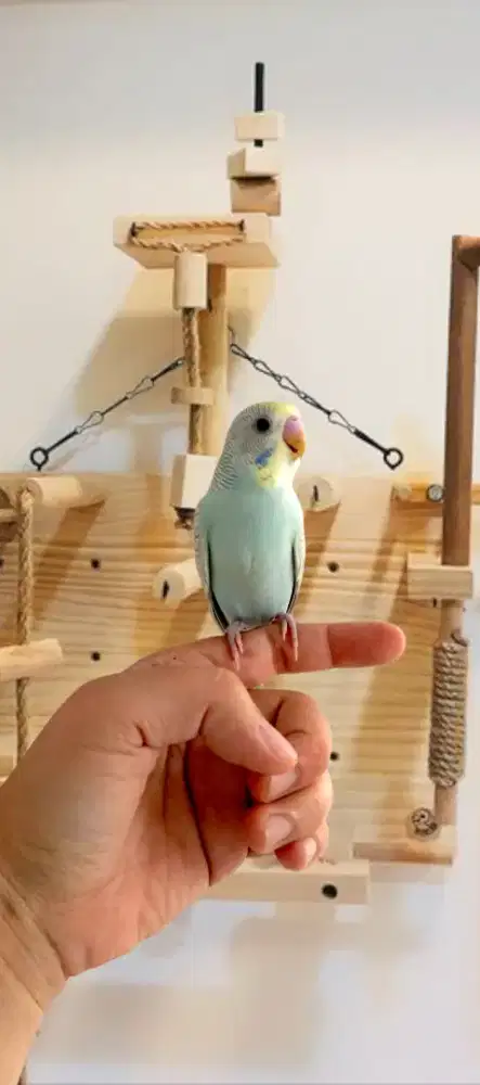 Parkit Jinak Warna Cantik – Cocok untuk Pemula & Anak-anak