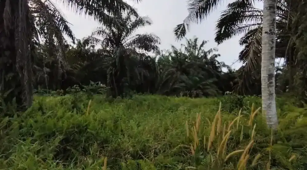 Dijual tanah seluas 1.690,5 m² lokasi tenayan raya pekanbaru