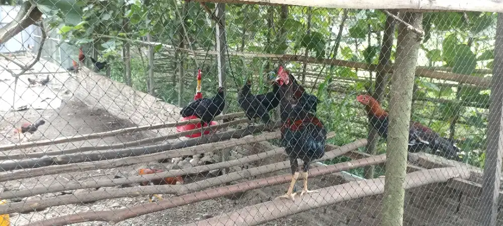Ayam Kampung Jantan dan Betina Hidup