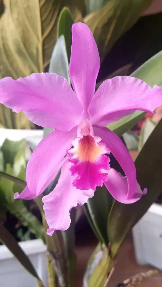 KOST PUTRI JEPARA KOTA