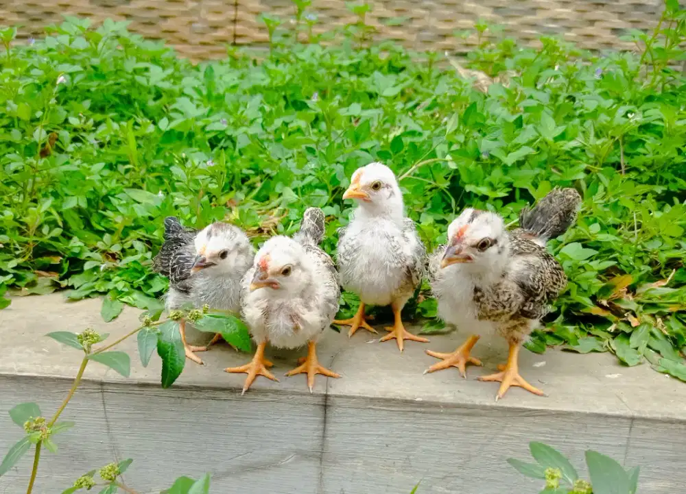 Anak Ayam Kate Ceper