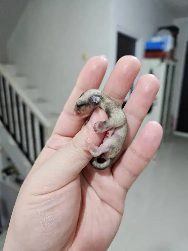 Dijual sugar glider joey sepasang umur 1 bulan
