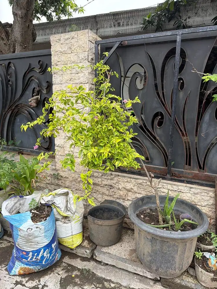 Tanaman Bonsai bunga kwrtas