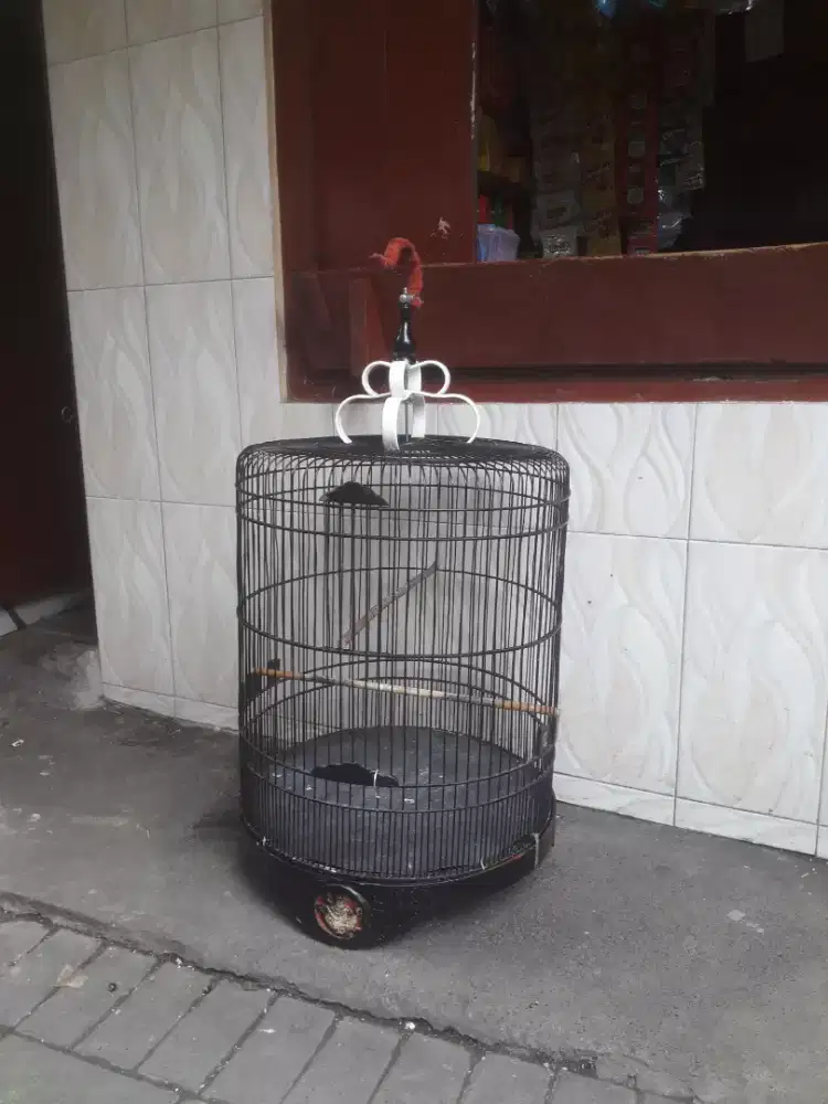 sangkar murai ukuran 55 No Minus Siap pakai