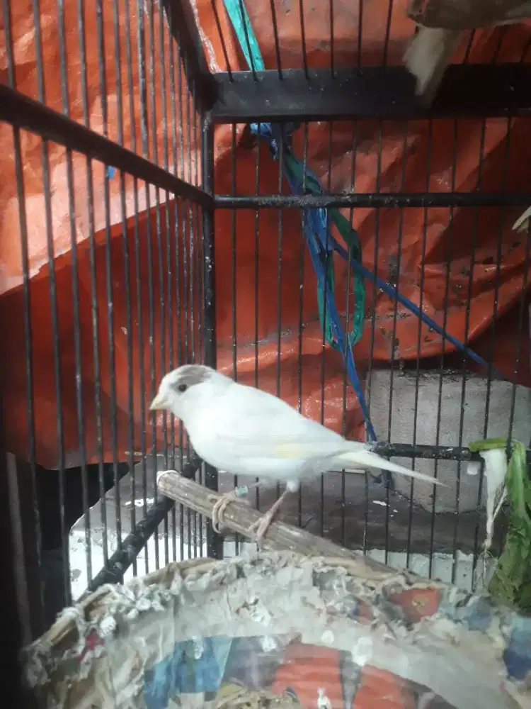 kenari loper ring betina siapan