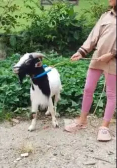 4 ekor kambing jantan hias nigerian dwarf 1,5 thn TB 45cm exotik unik