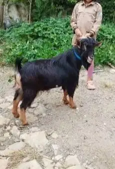 4 ekor kambing hias jantan nigerian dwarf 1,5 thn TB 45cm exotik unik