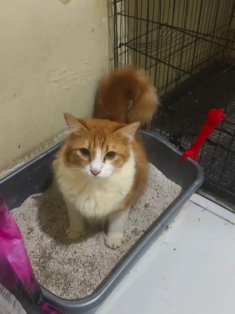 Kucing persia jantan 8 bulan