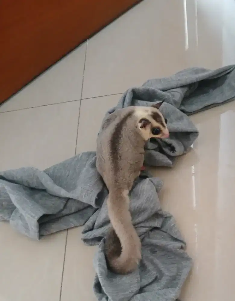 Sugar Glidr jantan unyu