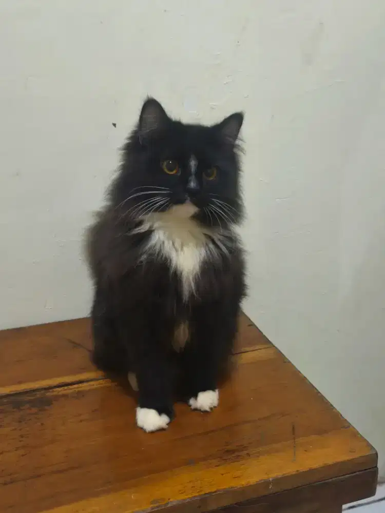 Kucing Persia jantan