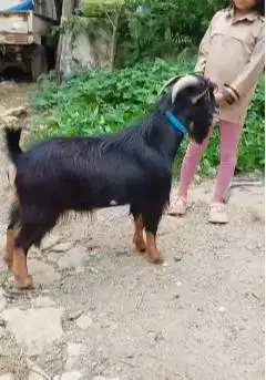 4 ekor kambing hias mini nigerian dwarf 1,5 thn TB 45cm exoik kerdil