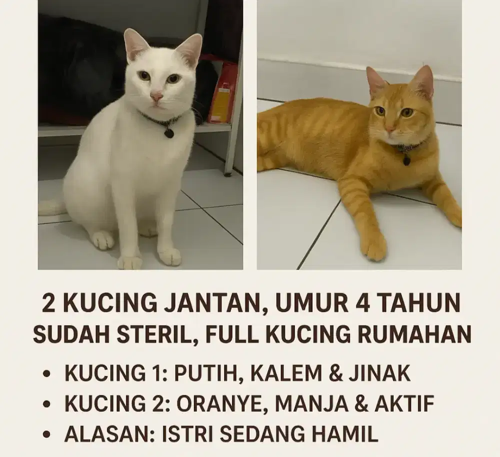Cari adopter 2 kucing jantan