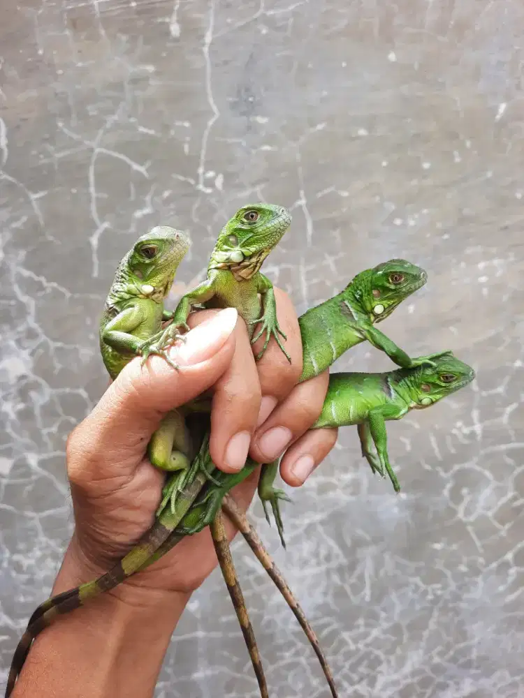 Baby green iguana