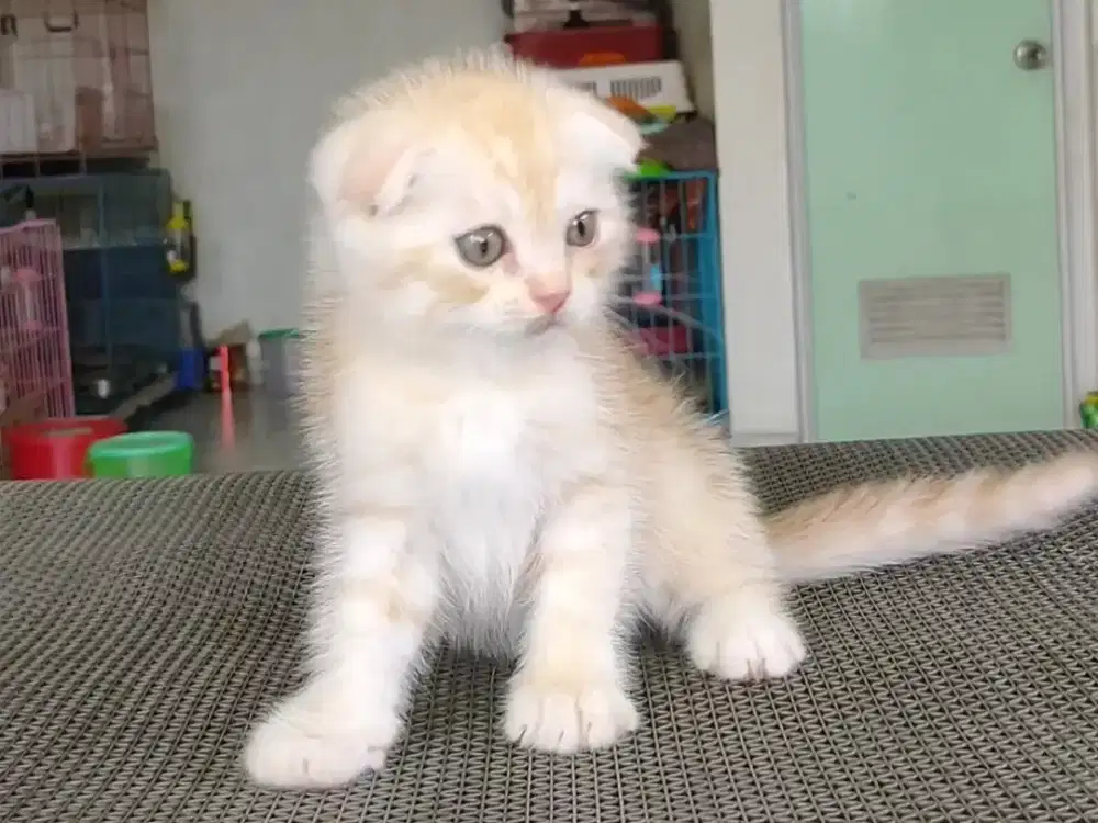 Kitten Scottish fold ( triple ) jantan