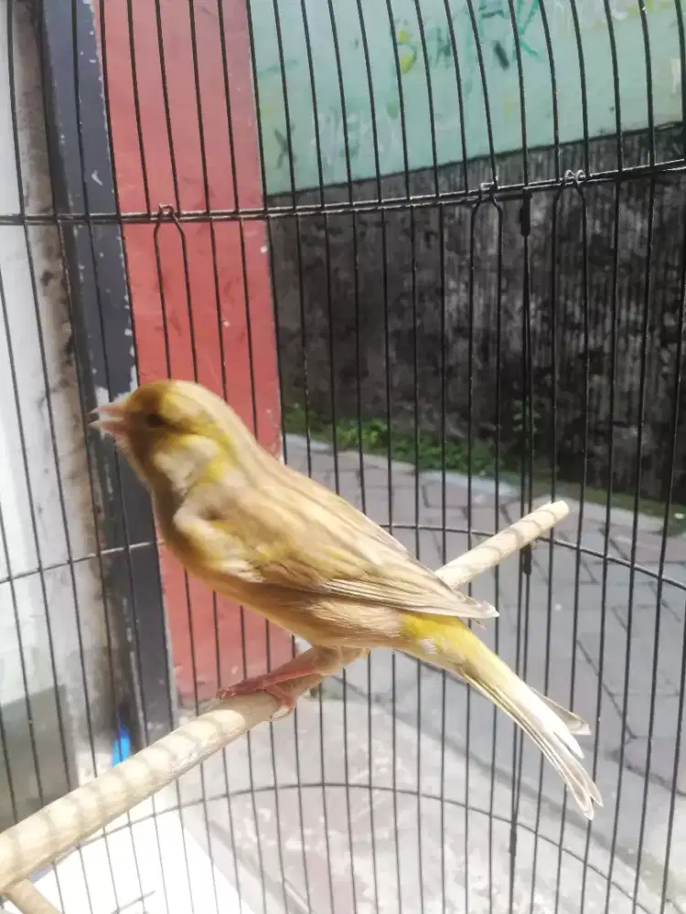 Kenari warna Isabel  af