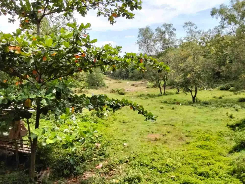 Dijual Tanah Kebun 25Ha