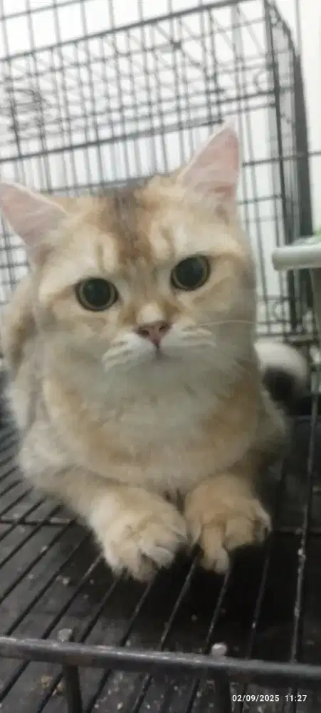 Open adop BSH golden NY 11