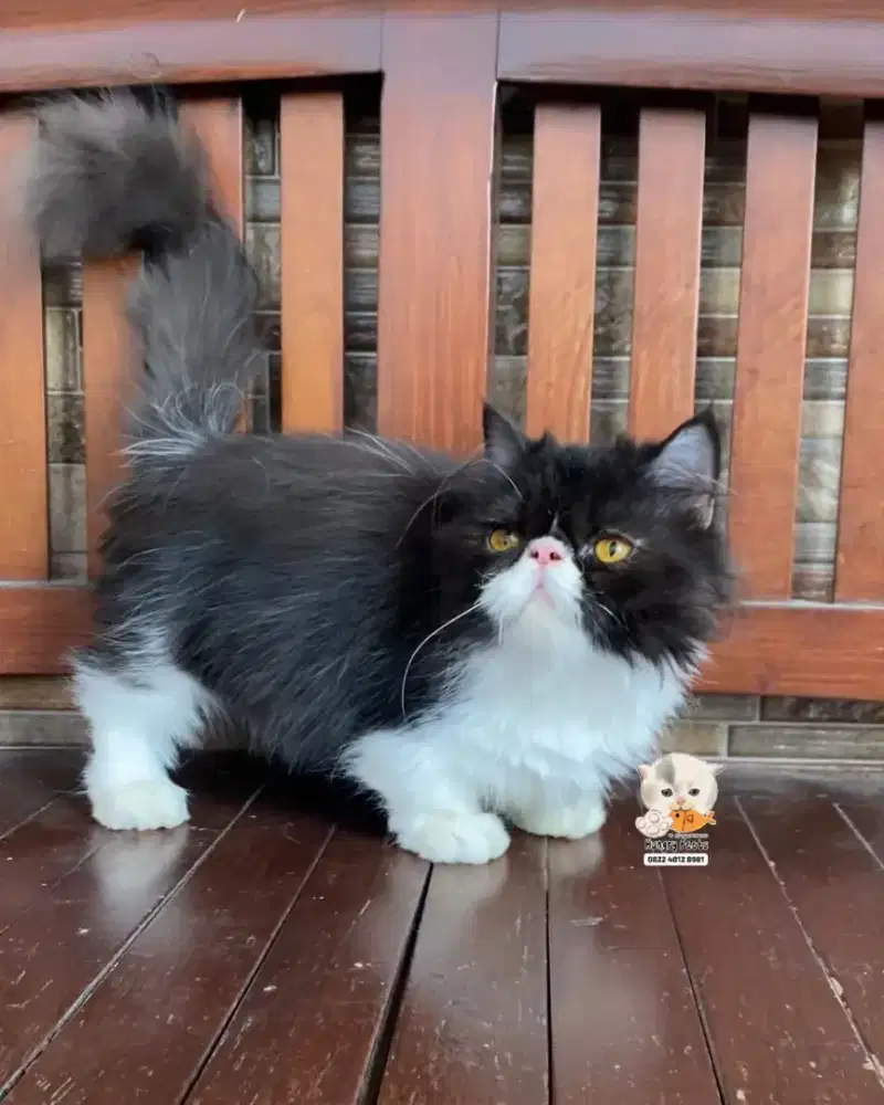 KUCING MUNCHKIN MINUET JANTAN (CEBOL PESEK)