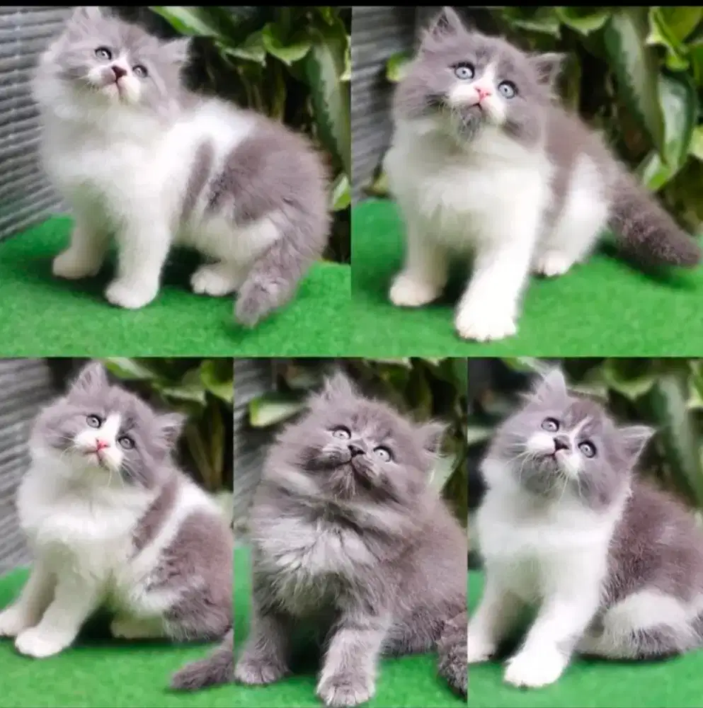 kitten persian jantan betina ready