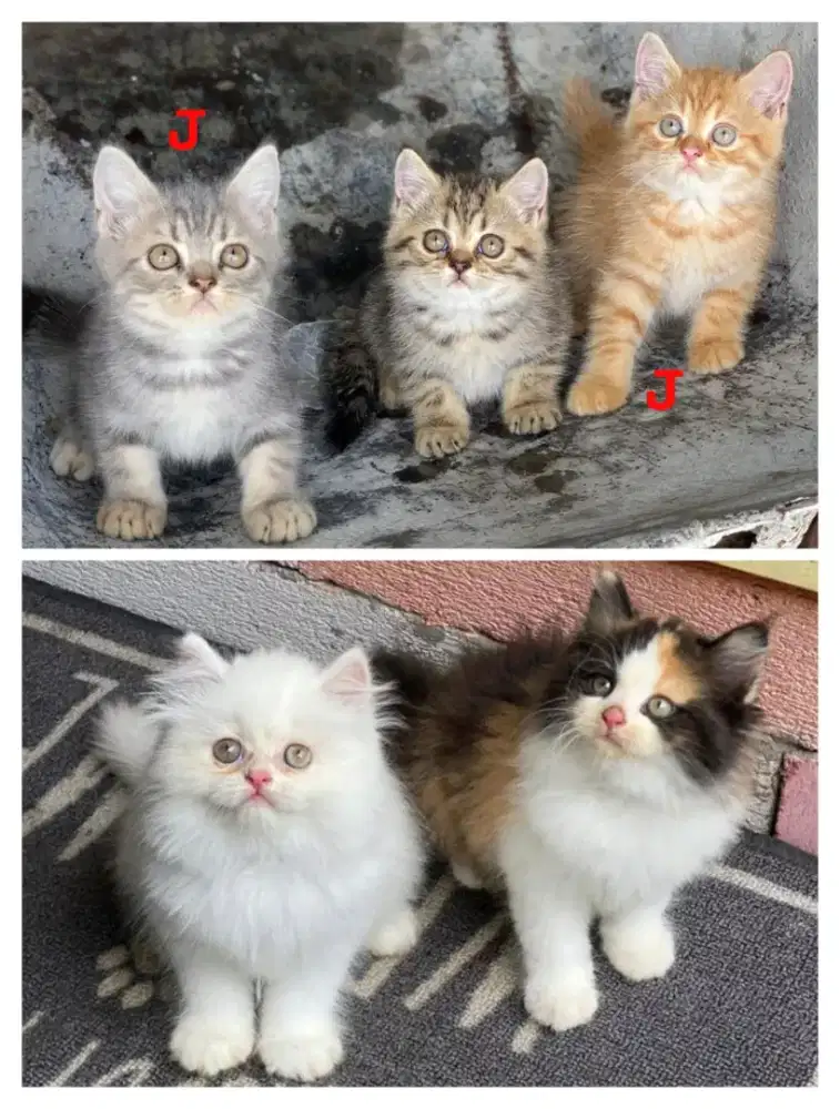 kitten persian yg n mix scottish