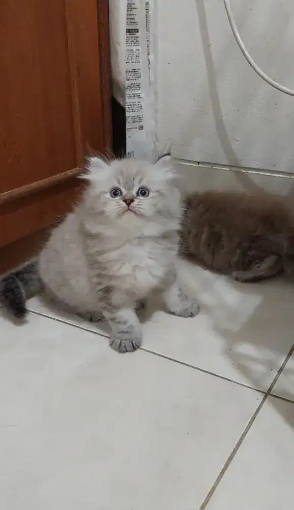 Kitten himalaya blue point mata biru jantan