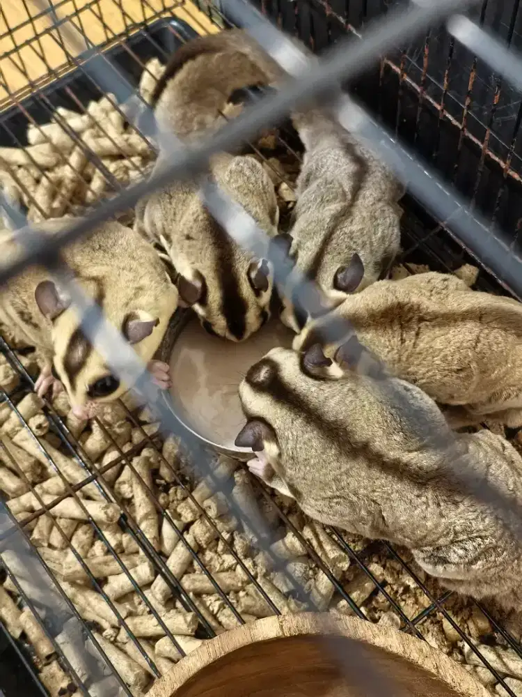 Sugar Glider Betina & Jantan