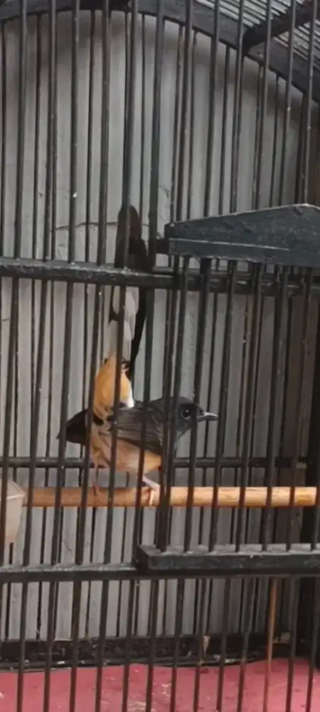 Murai betina fullset