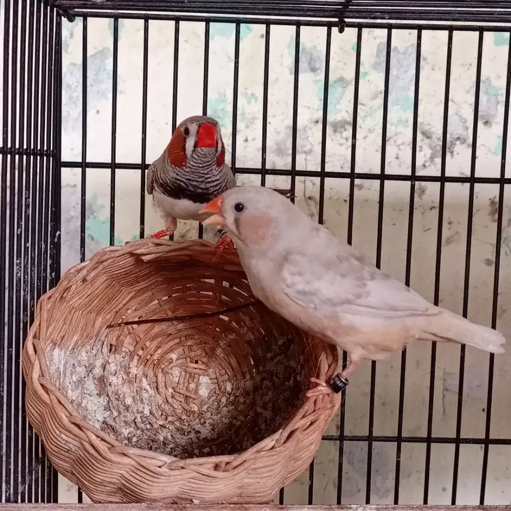 Indukan zebra finch zf medium