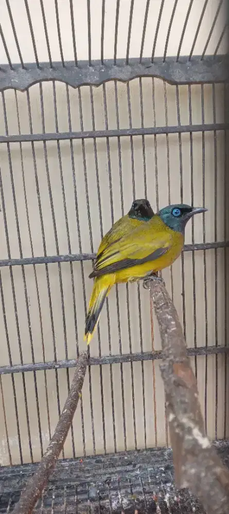 Burung Kutilang sutra