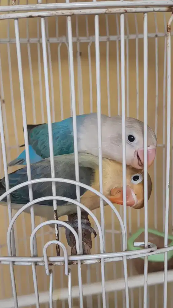 Lovebird bio blue x bio pb euwing (balibu)