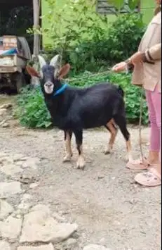 4 ekor kambing kerdil nigerian dwarf 1,5 thn TB 45cm koleksian exotik
