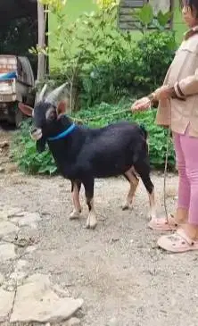 4 ekor kambing kerdil jantan nigerian dwarf F2 1,5 thn TB 45cm exotik