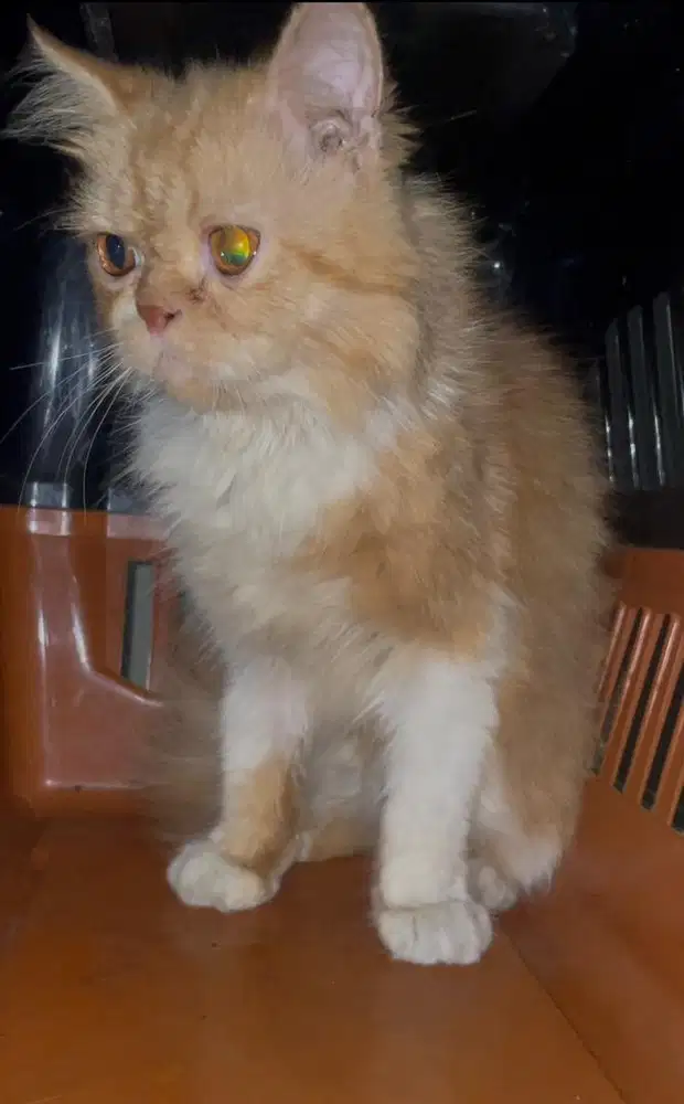 perisan betina pesek