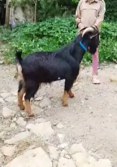 4 ekor kambing kerdil jantan nigerian dwarf TB 45cm 1,5 thn exotik top