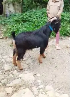 4 ekor kambing kerdil jantan nigerian dwarf 1,5 thn TB 45cm exotik top