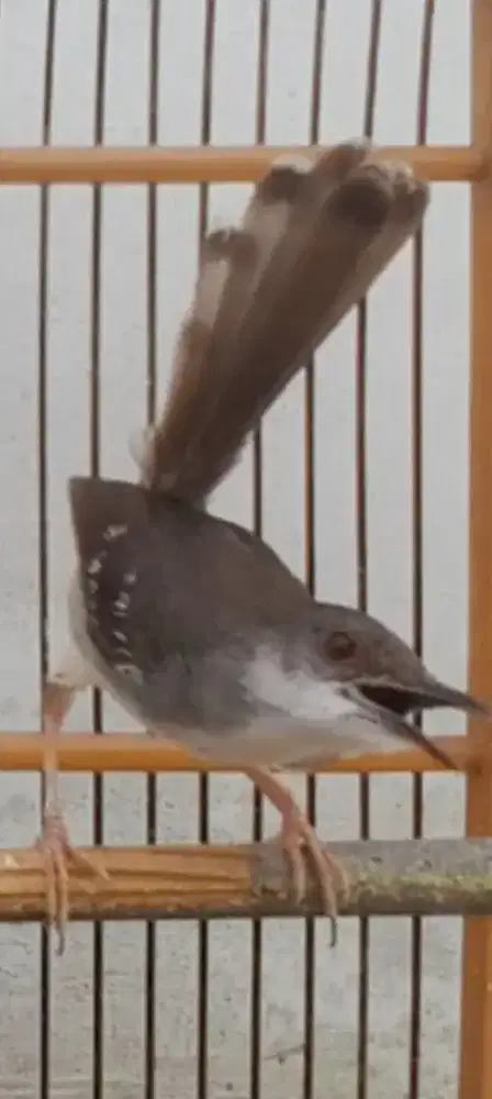 BURUNG CIBLEK GACOR SUPER MULUS