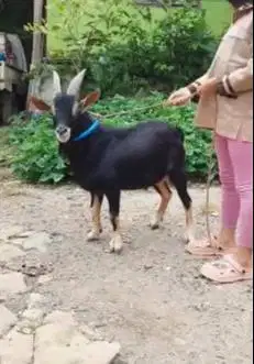 4 ekor kambing hias kerdil nigerian dwarf TB 45cm 1,5 thn exotik unik