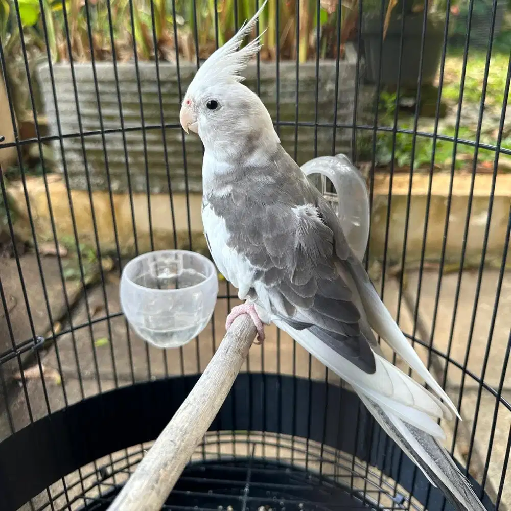 Falk jantan dewasa jinak