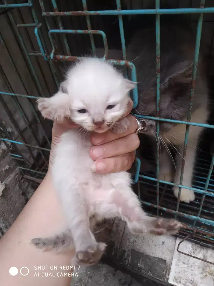Di jual kitten persia Himalaya