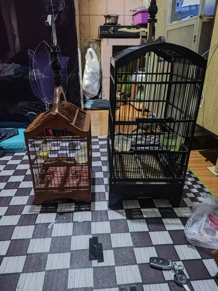 D jual cepat 2 burung fulset