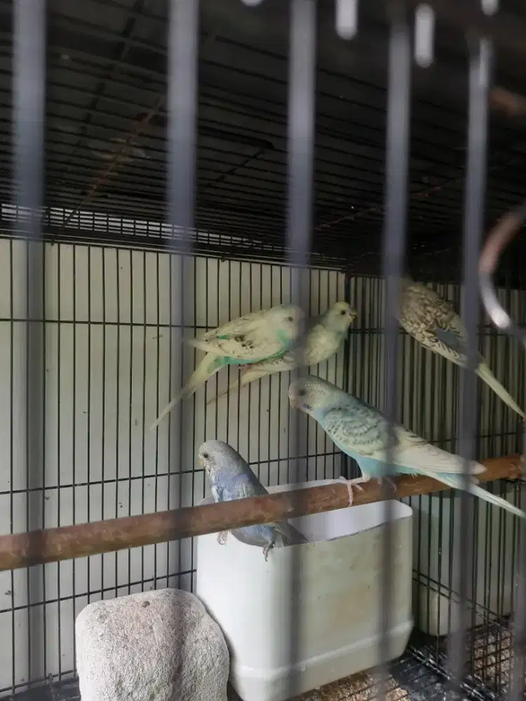 Burung parkit holland