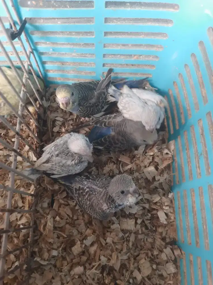 Burung parkit anakan