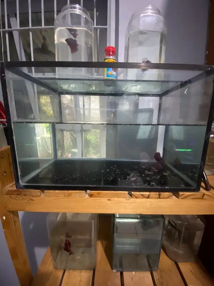 Aquarium ukuran 40 cm minat wa