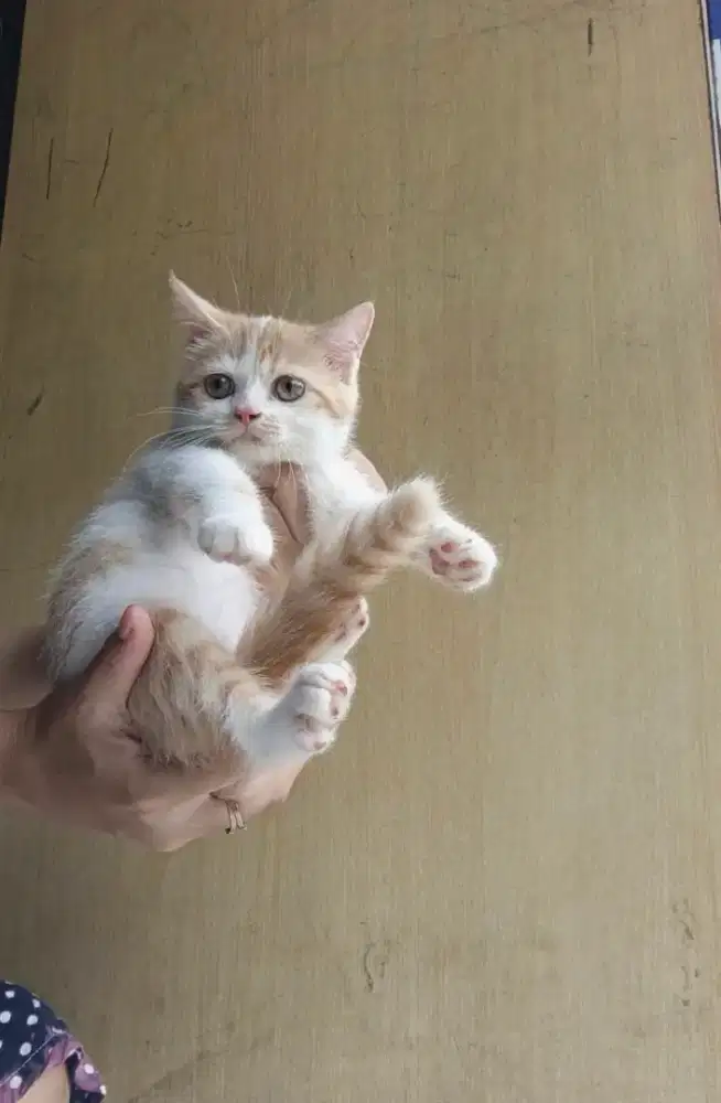 Scottish Straight  (female)