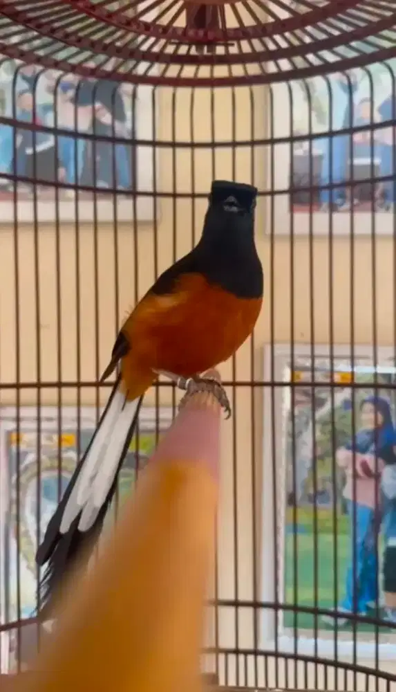 Murai batu F4 medan x borneo