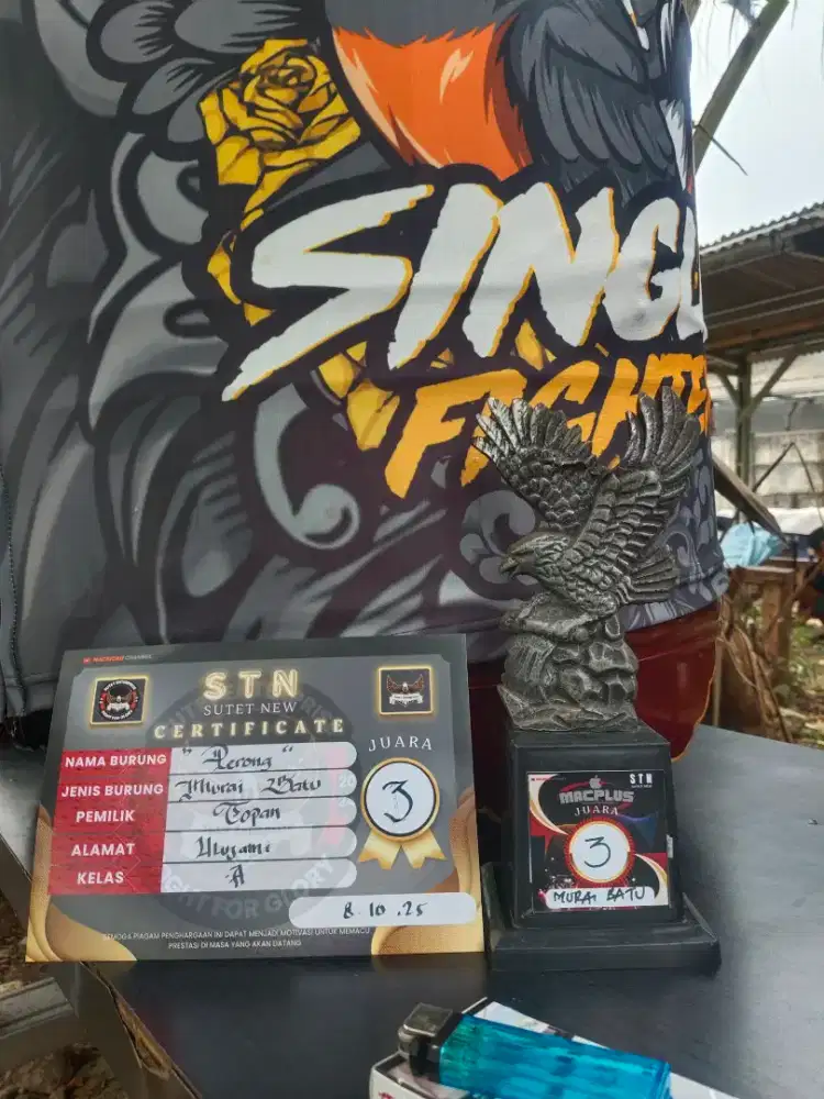 Murai batu F4 medan x borneo