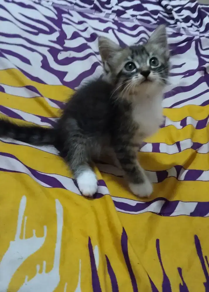 Kitten Khoa manee mix Anggoro