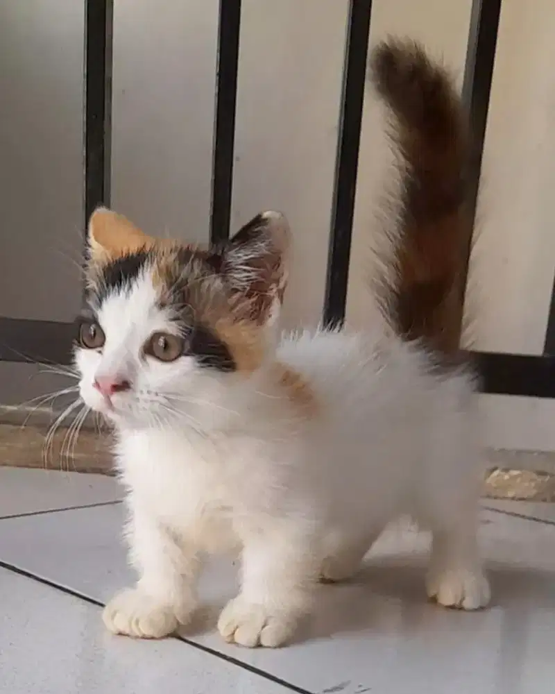 Kucing munchkin betina