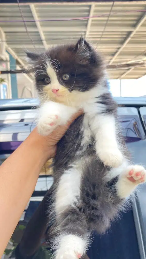Kucing persia 3 bulan
