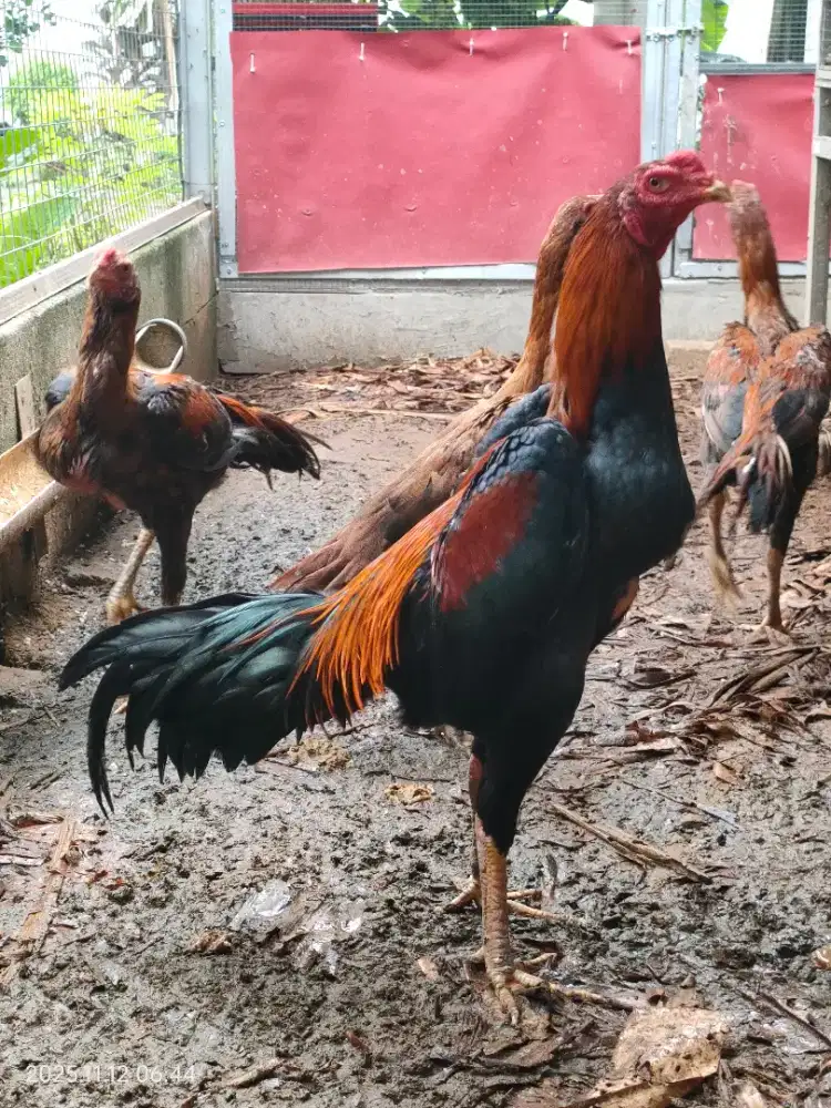 Ayam Bangkok Muda 8 bln Trah BK vs Ekor Lidi